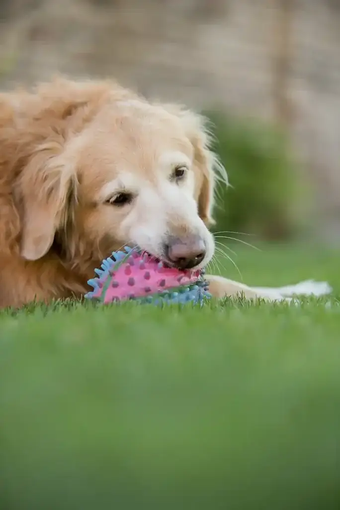 Un perro feliz corriendo sobre el césped artificial para mascotas de un jardín.